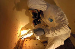 Mold Technician wearing personal protective clothing and equipment