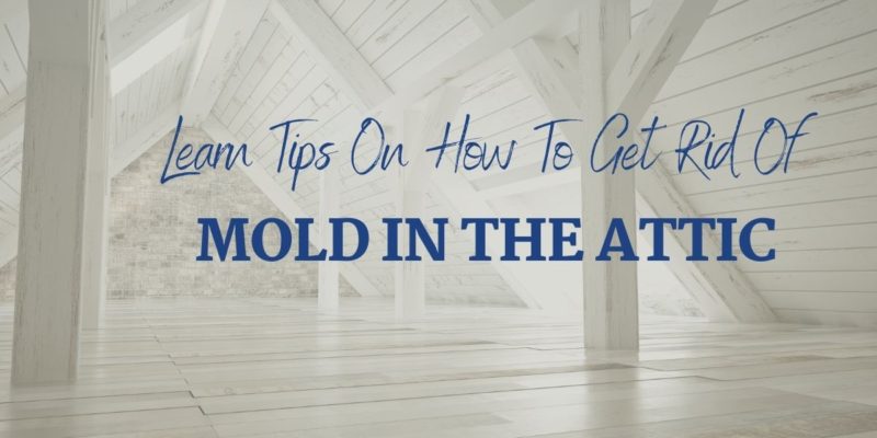 Learn Tips On How to Get Rid Of Mold in The Attic (1)